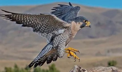 在所有鸟类当中,尖尾雨燕的飞行速度究竟有多快?