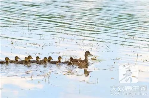 卤鸭子制作方法是什么呢