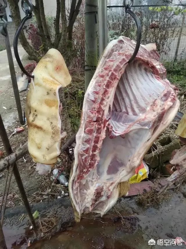 如何鉴别正宗的巴马香猪？