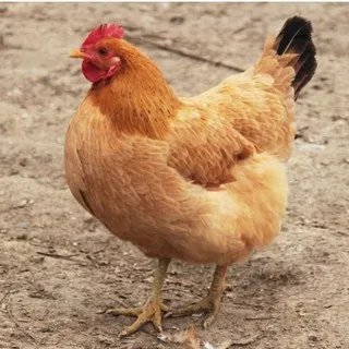 土鸡