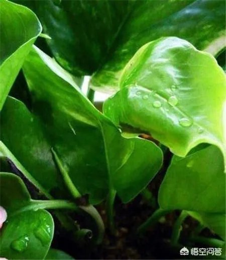 绿萝怎么扦插？