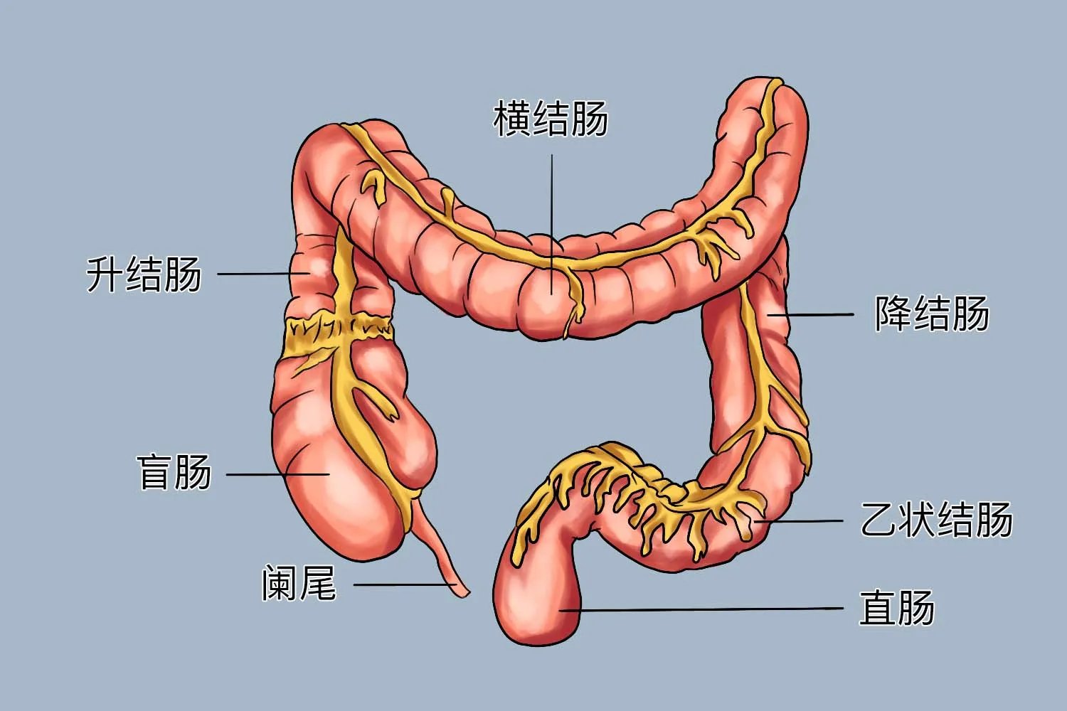 人的肠胃结构图片