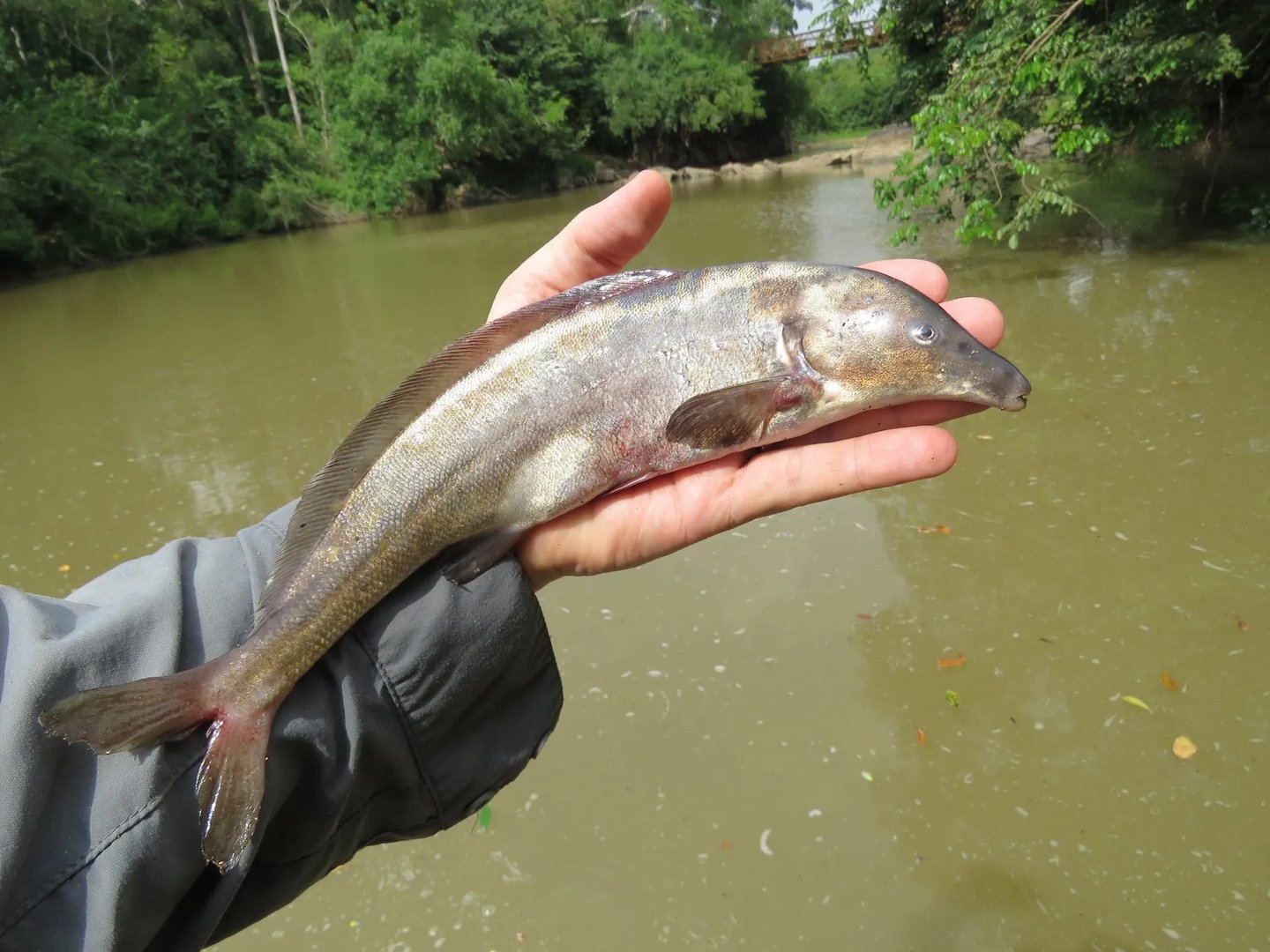 蓝王子不是这个鱼，我看图了