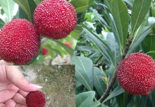 东魁杨梅好吃吗?东魁杨梅为什么这么火