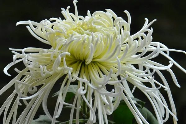 有关重阳节手抄报的内容