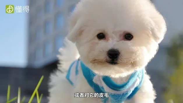 什么是卷毛比熊犬
