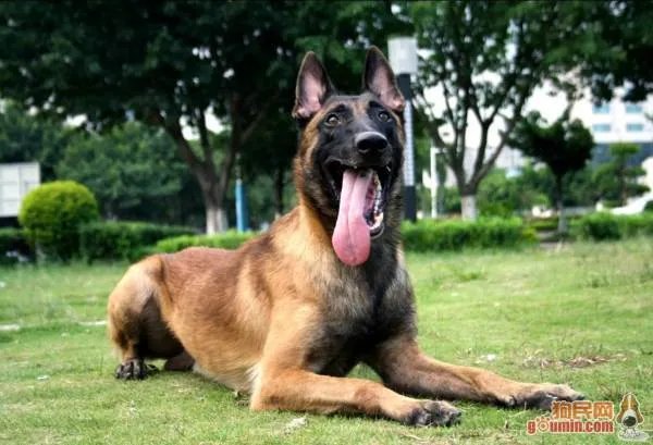 马里努阿犬的介绍