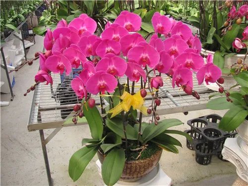 结婚20周年送什么花 结婚纪念日送什么花合适