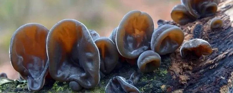 野生木耳和种植木耳的区别