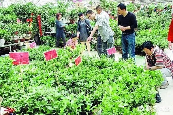 西安有几个花卉市场？