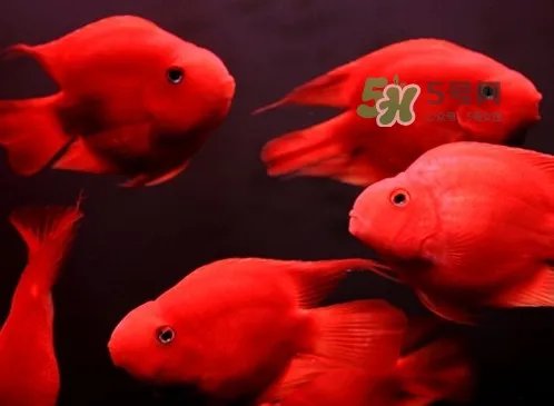 锦鲤有什么寓意？锦鲤代表什么意思