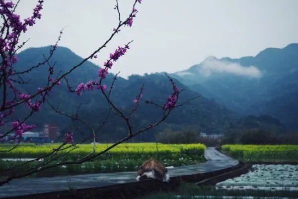 “春雨绵绵” 是什么意思？