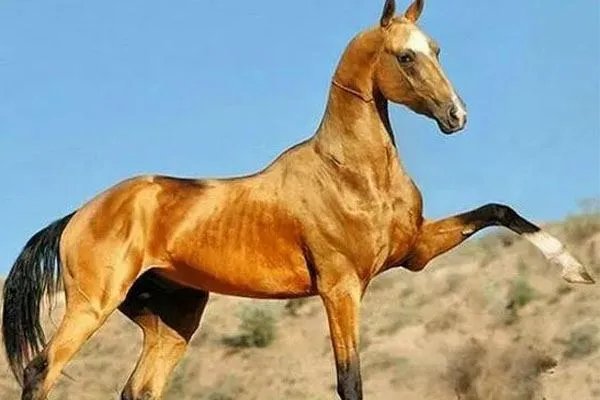 伊犁马和阿哈尔捷金马，到底哪一种才是真正的汗血宝马？
