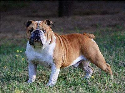 斗牛犬与斗牛梗有什么区别