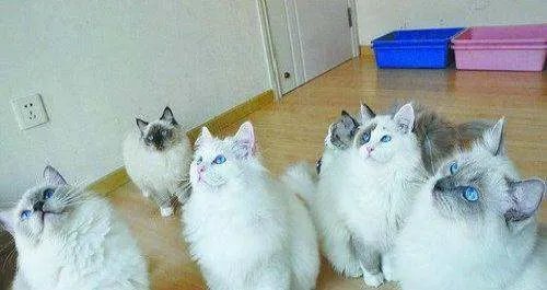 白色毛蓝眼睛的猫是什么品种？