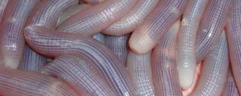 沙虫是什么东西