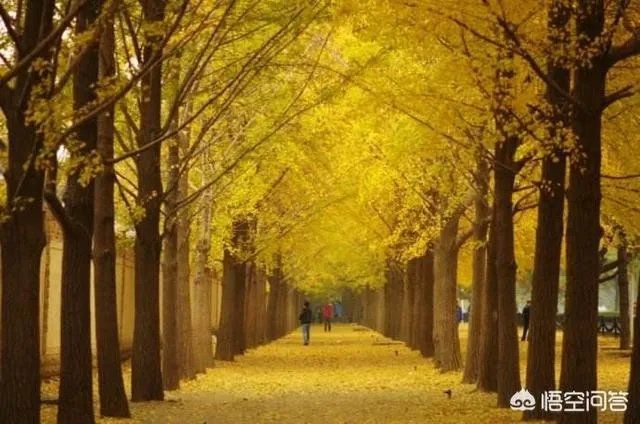 那些喊着六一儿童节快乐要礼物的成年人是啥心态？