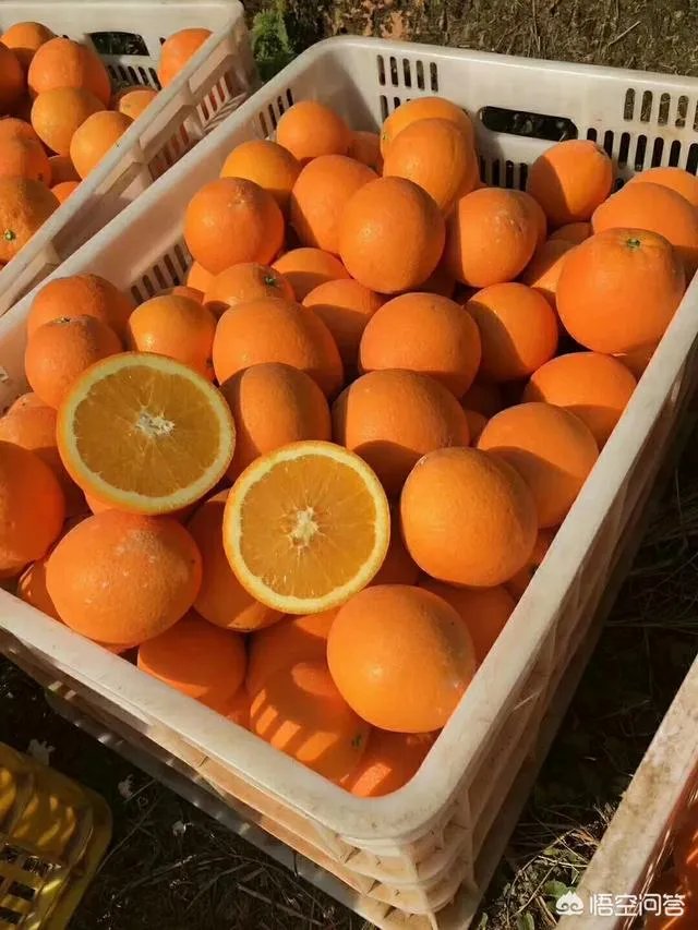 江西赣南脐橙和四川的
