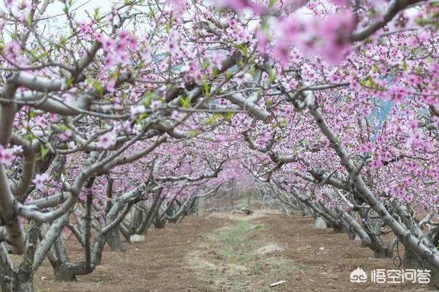 蒋大为唱的那首《在那桃花盛开的地方》，到底是哪个地方？
