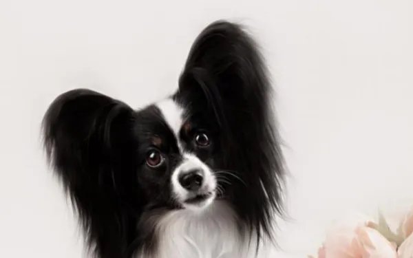 如何判断是蝴蝶犬幼犬