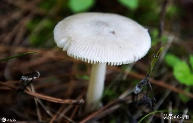 鸡枞与白毒伞的区别是什么？