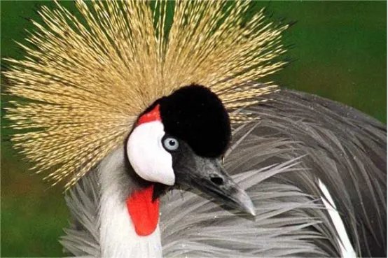 十大奇怪的动物