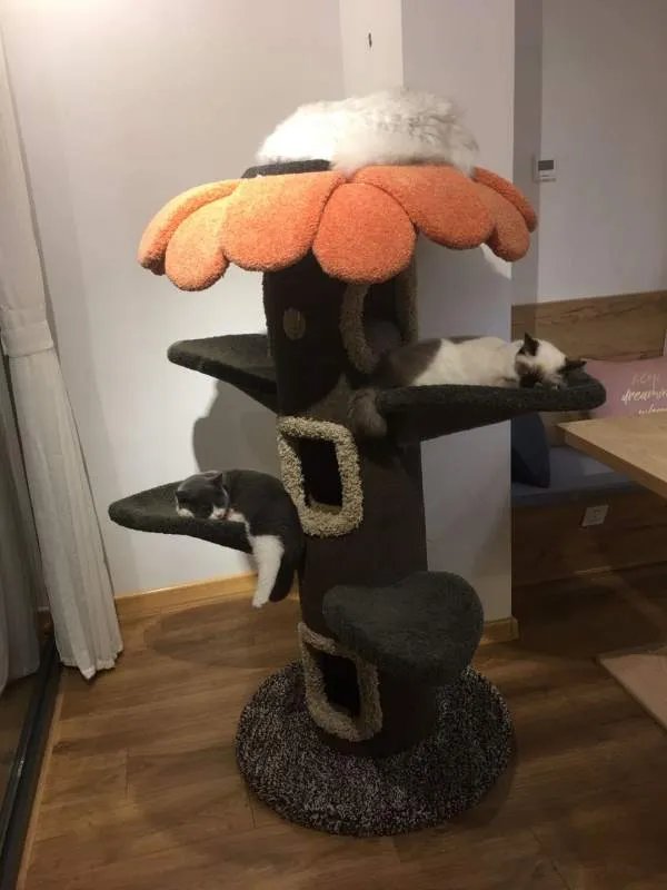 为什么人类会觉得猫科动物可爱