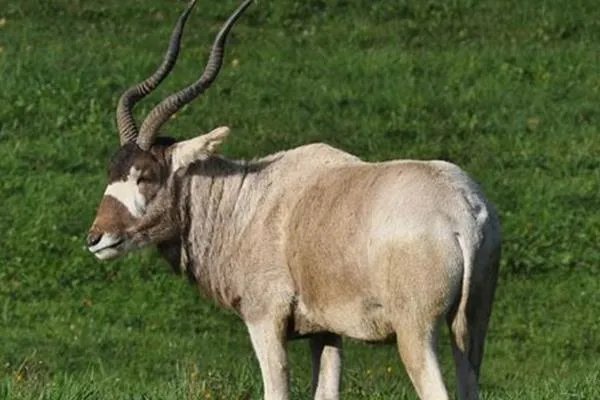 十大奇怪的动物