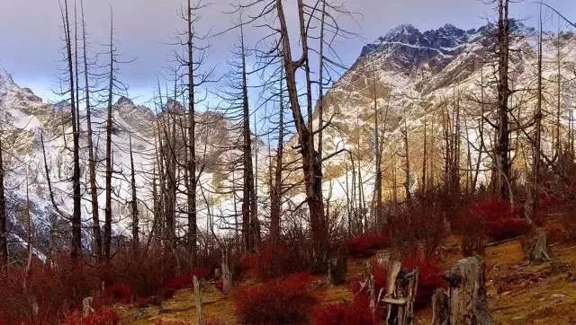 离开央视，藏族青年在海拔4000米打造云巅之家，潇洒！