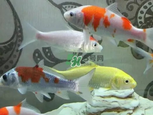 锦鲤有什么寓意？锦鲤代表什么意思