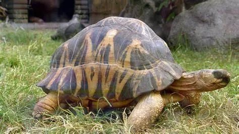 slowly的比较级和最高级是什么？