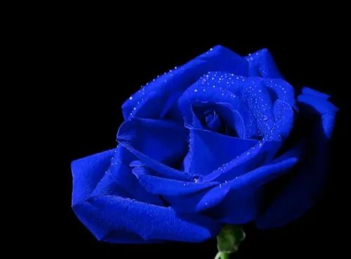 蓝玫瑰的花语是什么 为什么不要轻易送蓝玫瑰