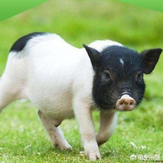 如何鉴别正宗的巴马香猪？
