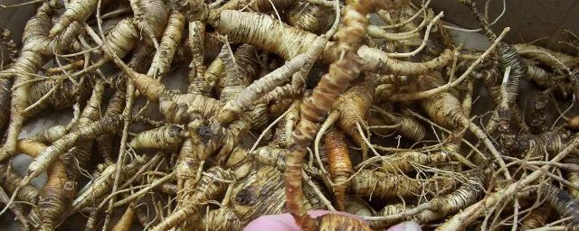 西洋参种植方法