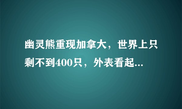 幽灵熊重现加拿大，世界上只剩不到400只，外表看起来像北极熊
