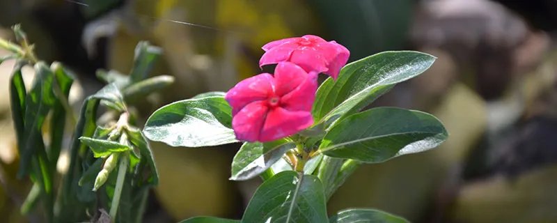 黑王子的功效与作用 黑王子的功效与作用是什么