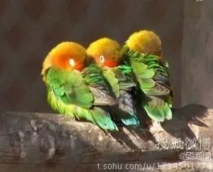 虎皮鹦鹉睡觉的图片图库