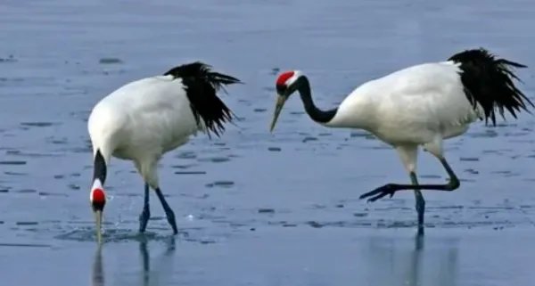 夏蚊成雷，私拟作群鹤舞空 什么意思