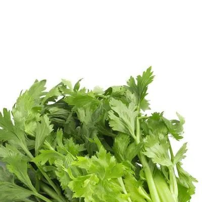 慢性附件炎吃什么药好