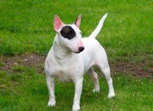 斗牛犬与斗牛梗有什么区别