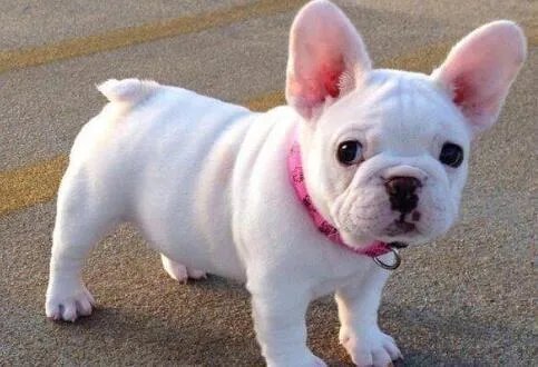 法国斗牛犬价格多少？