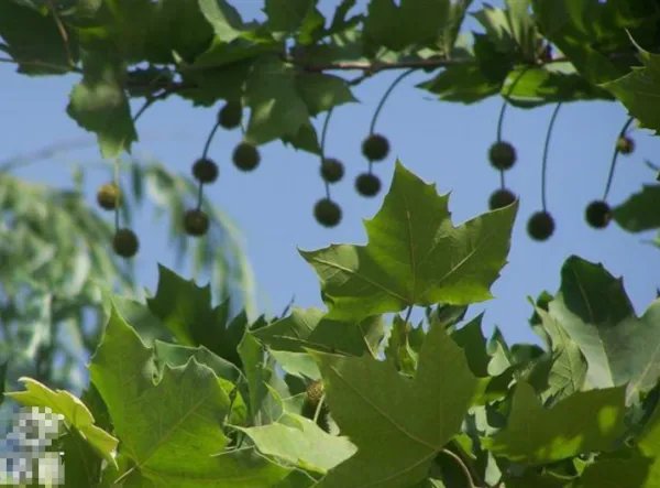 英国梧桐和梧桐的区别