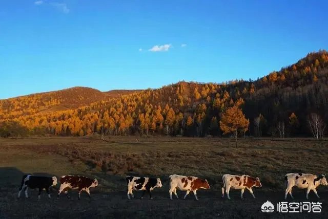 大兴安岭,这么美,你会去看看吗?