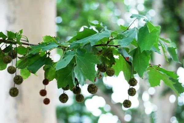 英国梧桐和梧桐的区别