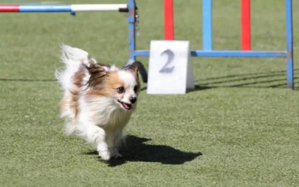 如何判断是蝴蝶犬幼犬