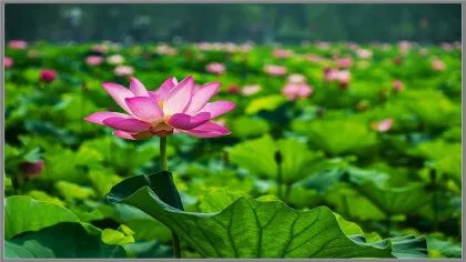 出淤泥而不染下一句是什么