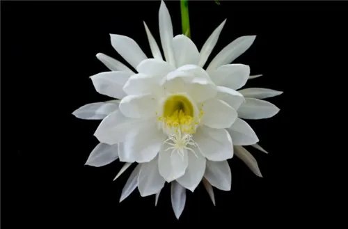 秋天开花的植物有哪些  7种常见的植物带来别具一格的效果