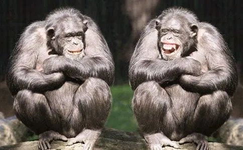 大猩猩用英文怎么说