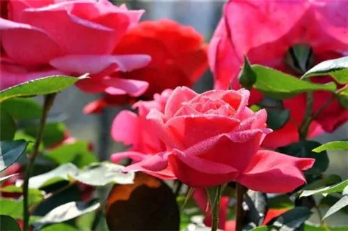 4月开什么花 4月的花海哪里更美