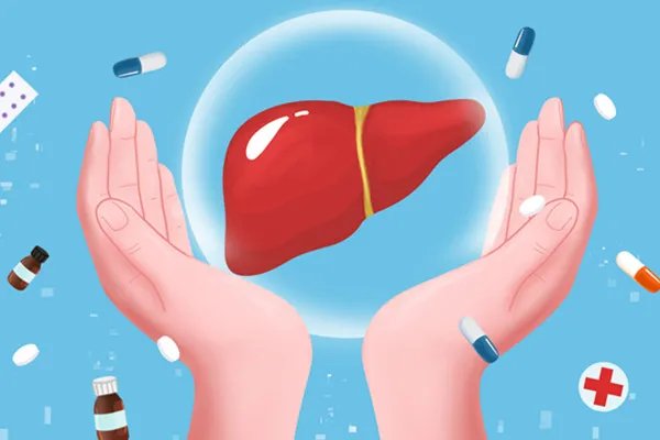 肝在哪个位置图